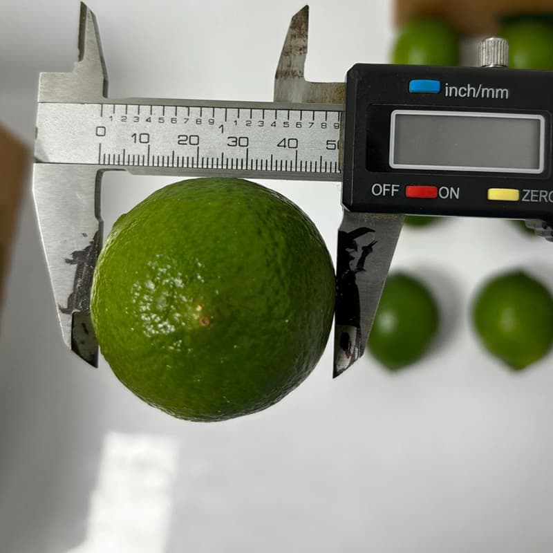 images/1733814758996limes size.jpg